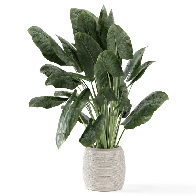 Indoor Plants in Handmade Stone Pot - Set 1797 — Descargar