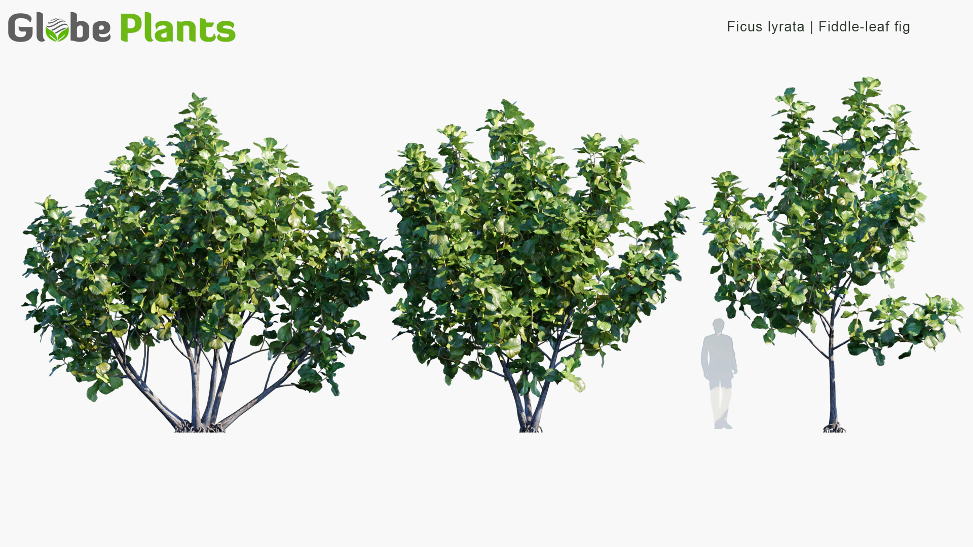 ficus lyrata — Download