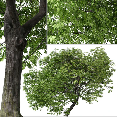 Set of Butternut Tree ( Juglans cinerea ) ( 2 Trees ) — Вид 2