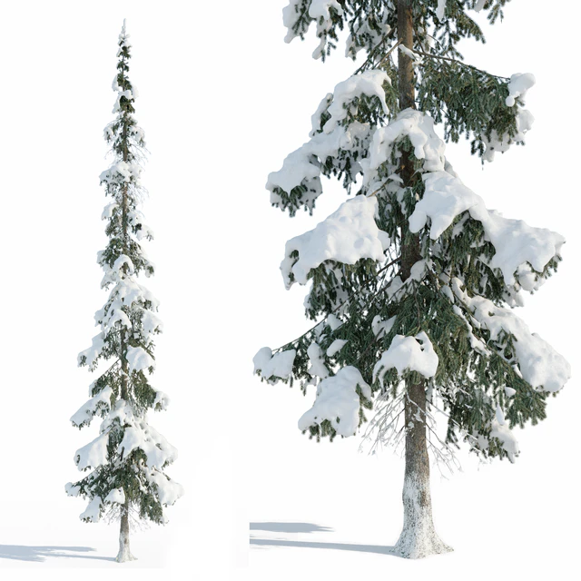 Winter taiga spruce 11m (Spruce). — Descargar