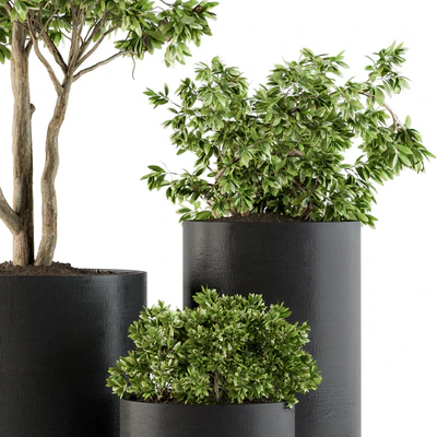 Outdoor Plants Tree in pot - Set 94 — Ver 3