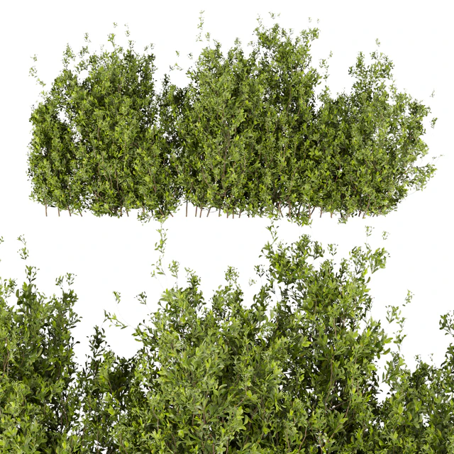 Collection plant vol 309 - bush - outdoor - leaf — Descargar