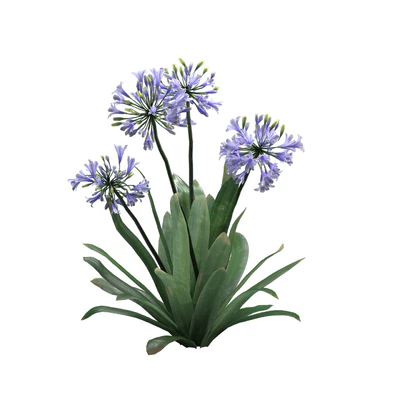 Agapanthus 02 — Ver 5