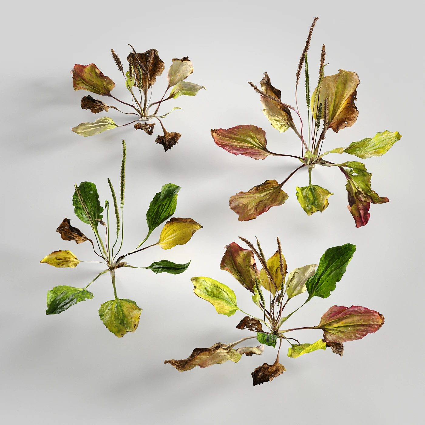 low poly plants 009 — Descargar