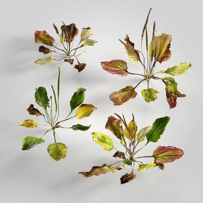 low poly plants 009 — Descargar