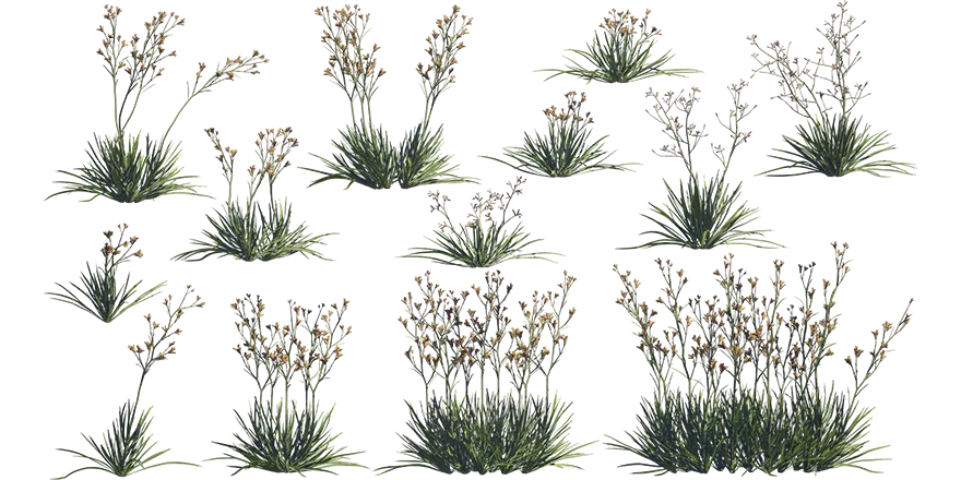 kangaroo paw 001 — Download