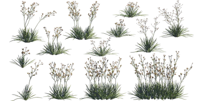 kangaroo paw 001 — download