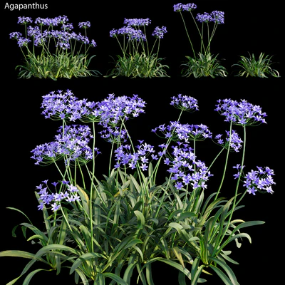 Agapanthus 03 — Скачать