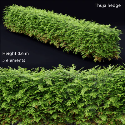 Thuja  hedge — Вид 1