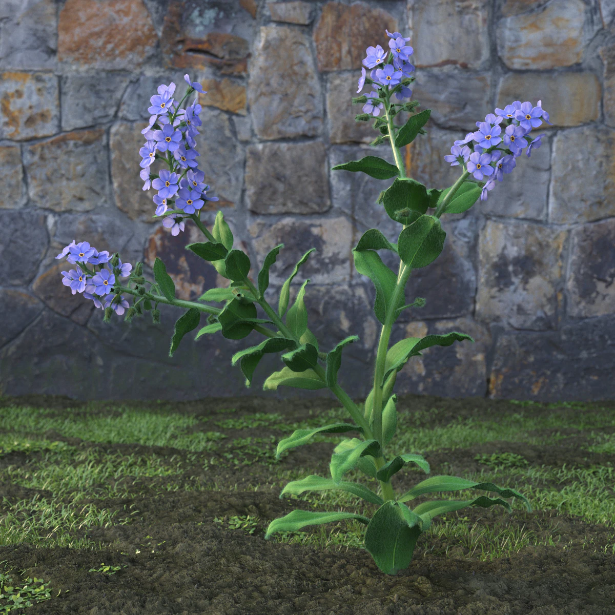 garden flowers 044 — Скачать