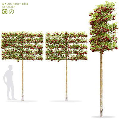 Apple tree on trellis | Malus fruit tree espalier — Ver 1