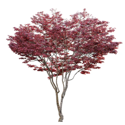Japanese maple - Acer palmatum 01 — Вид 4