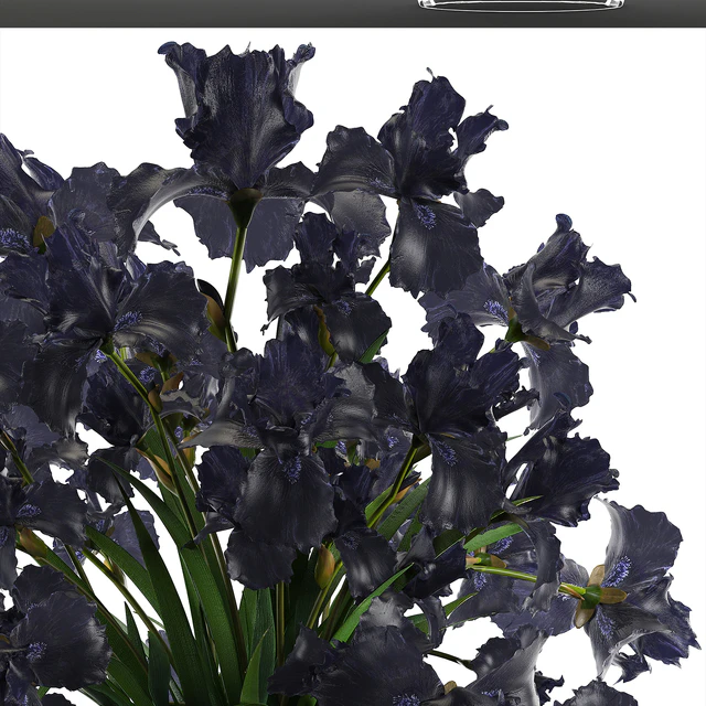 Collection of flowers 46. Black Irises. Black Irises, vase, table decor, luxury — Descargar