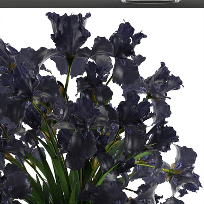 Collection of flowers 46. Black Irises. Black Irises, vase, table decor, luxury — Ver 2