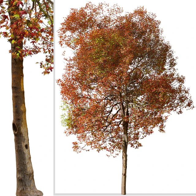 Set of American Sweet Gum Tree (Liquidambar styraciflua) (2 Trees) — Скачать