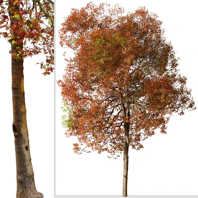 Set of American Sweet Gum Tree (Liquidambar styraciflua) (2 Trees) — Вид 3