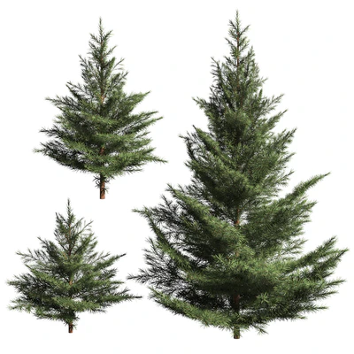 Collection of firs. 3 models — Ver 1