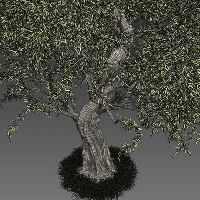 Olive Tree — Вид 2