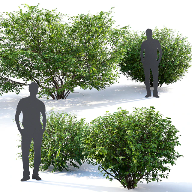 Euonymus # 4 (Summer) — Descargar