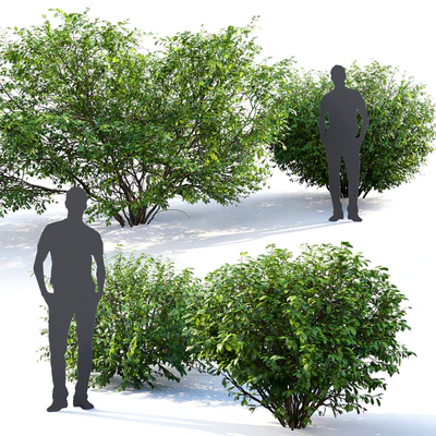 Euonymus # 4 (Summer) — Ver 2