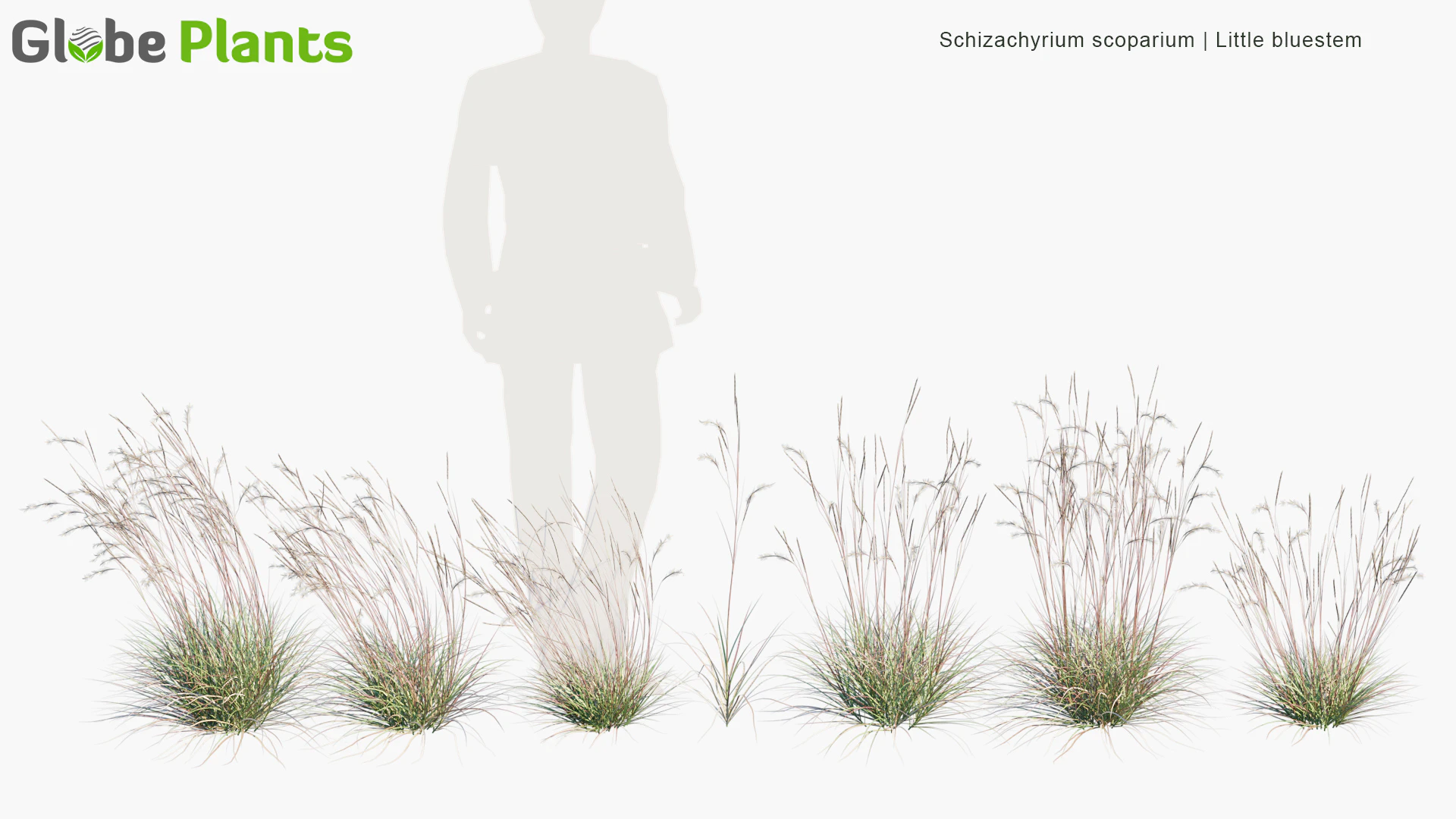 schizachyrium scoparium — Скачать
