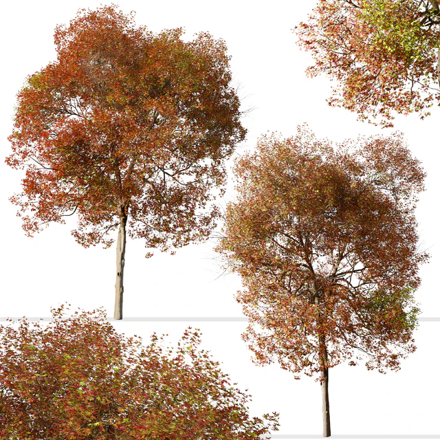 Set of American Sweet Gum Tree (Liquidambar styraciflua) (2 Trees) — Скачать