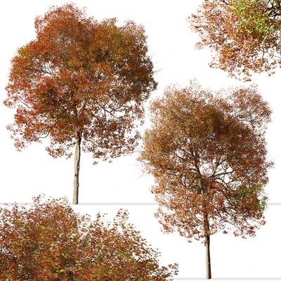 Set of American Sweet Gum Tree (Liquidambar styraciflua) (2 Trees) — Вид 4