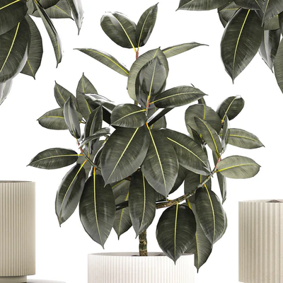 Beautiful tree in a pot Ficus rubbery, elastica, Ficus Abidjan, Ficus Robusta. Plant collection 1243 — Ver 4