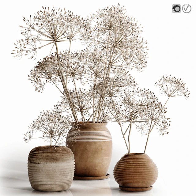 heracleum plant set — Descargar