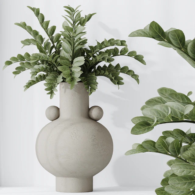 Zamioculcas Zamiifolia Araceae — Descargar