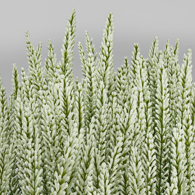 Plant — Descargar