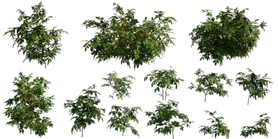 elderberry 001 — Descargar