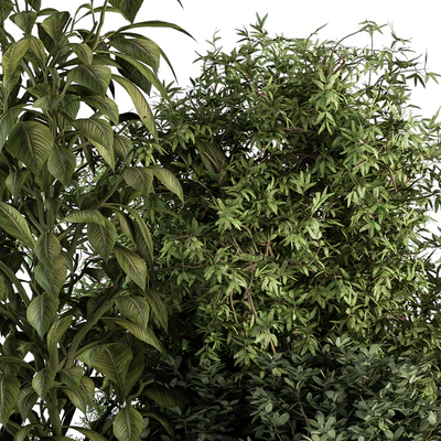 Garden Set Tropical Plants - Outdoor Plants Set 381 — Вид 2