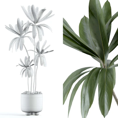 indoor plant 145 — Ver 2