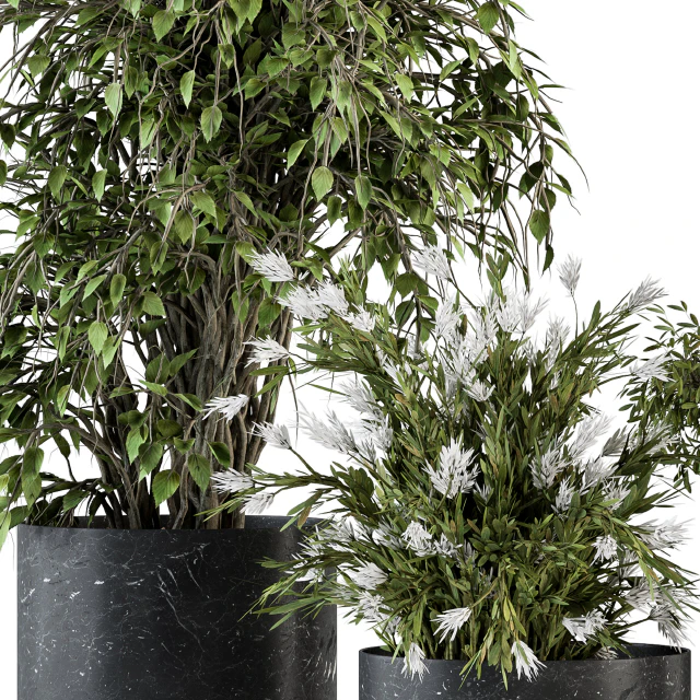 indoor Plant Set 308 - Tree and Plant Set in Black pot — Скачать