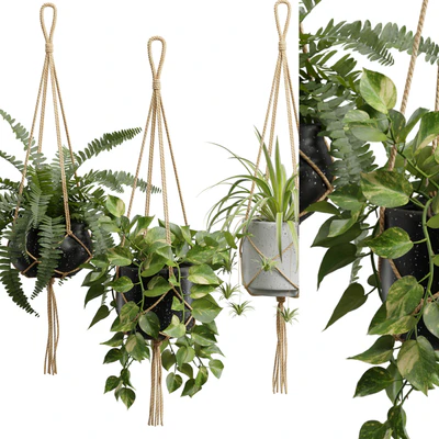 Hanging Plants 01 — Вид 3