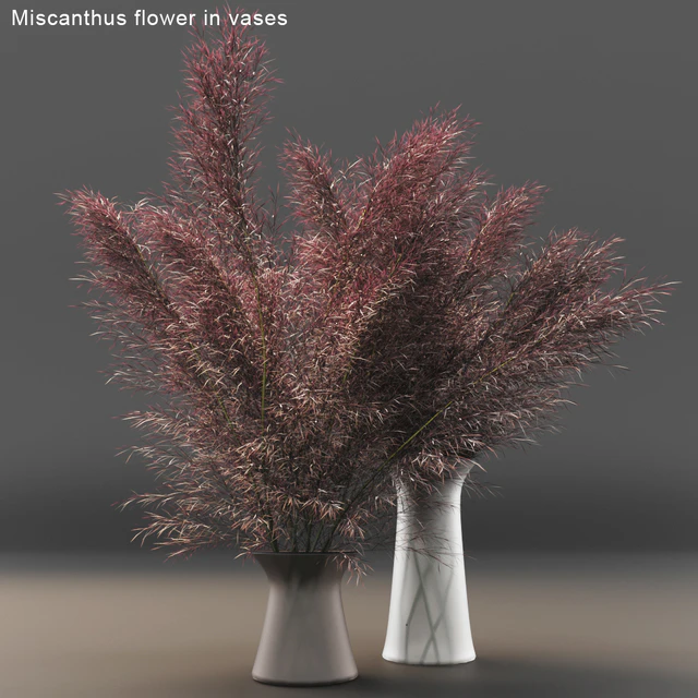 Miscanthus flower in vases — Скачать