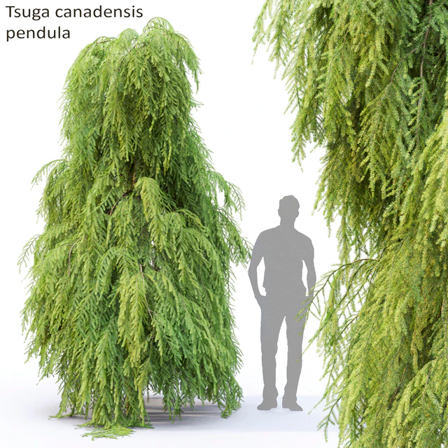 Тсуга канадская повислая | Tsuga canadensis pendula #2 — Скачать