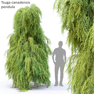 Тсуга канадская повислая | Tsuga canadensis pendula #2 — Вид 1