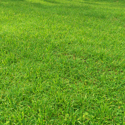 Grass lawn — Ver 3