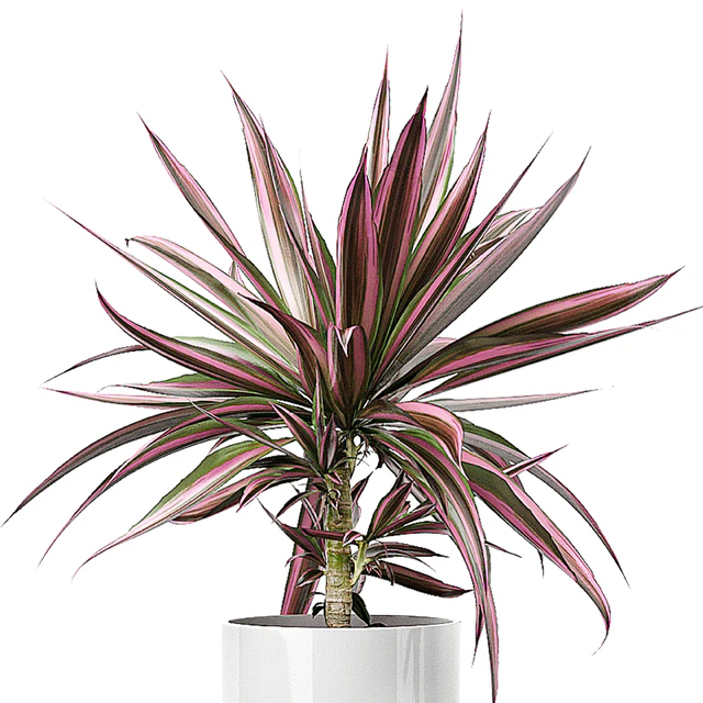 INTERIOR FLOWER PACK 51 — Descargar