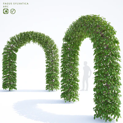 Beech european arch | Fagus sylvatica arc — Ver 1