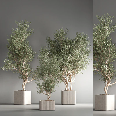 indoor plant set24 — Вид 4