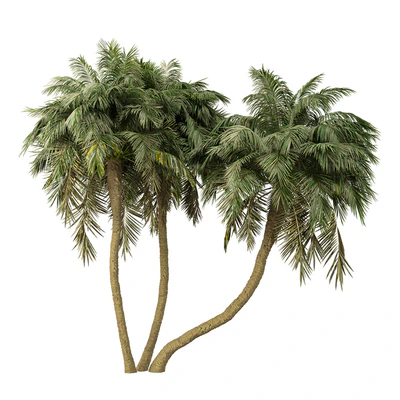Palm Tree No.36 — Ver 1