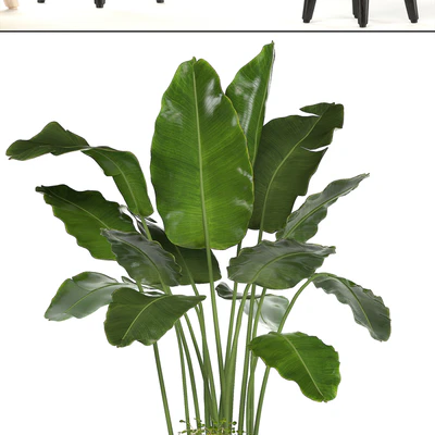 Collection of plants. indoor plants, banana, monstera, palm, alocasia, dracaena, strelitzia — Ver 2