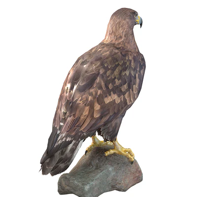 Golden eagle — Ver 2