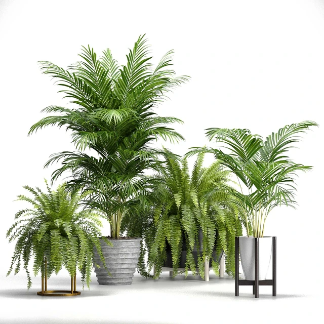 Set of plants No. 3 (Areca palm, fern) — Descargar