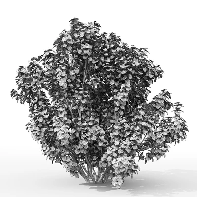 Derain Compress | Cornus sanguinea Compressa # 1 — Ver 2