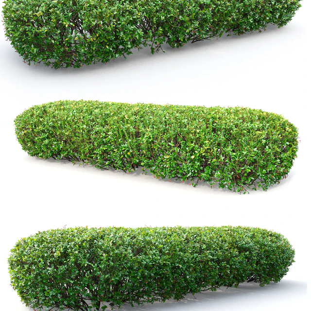 Cotoneaster lucidus hedge # 1 — Descargar