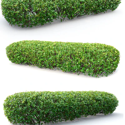 Cotoneaster lucidus hedge # 1 — Ver 2